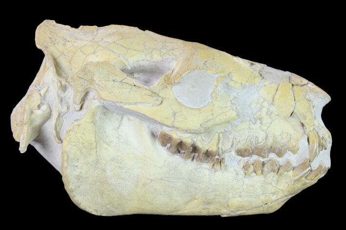 Fossil Oreodont (Merycoidodon) Skull - Wyoming #134357